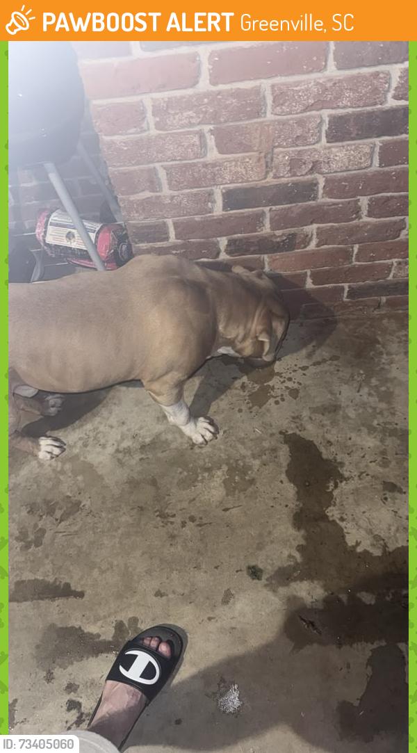 Found/Stray Male Dog last seen Aloha, Greenville, SC 29611