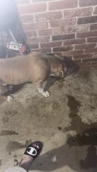 Found/Stray Male Dog last seen Aloha, Greenville, SC 29611