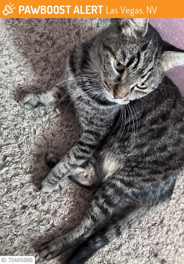 Found/Stray Male Cat last seen Vegas Verdes Elemtary, Las Vegas, NV 89102