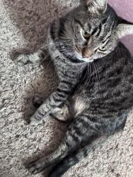 Found/Stray Male Cat last seen Vegas Verdes Elemtary, Las Vegas, NV 89102