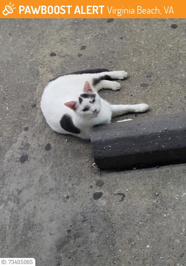 Found/Stray Unknown Cat last seen 7-11 oceana, Virginia Beach, VA 23460
