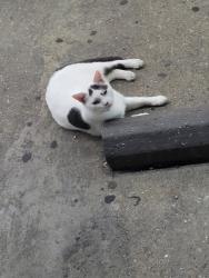 Found/Stray Unknown Cat last seen 7-11 oceana, Virginia Beach, VA 23460