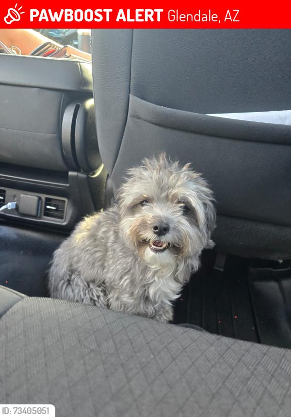Lost Male Dog last seen 49th and and Peoria or 51st, Glendale, AZ 85302