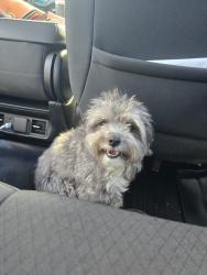 Lost Male Dog last seen 49th and and Peoria or 51st, Glendale, AZ 85302