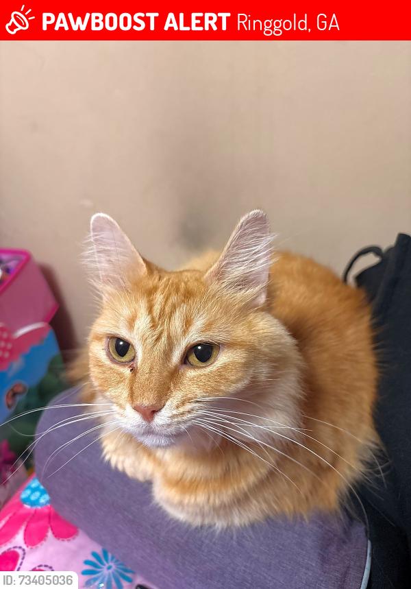 Lost Female Cat last seen Tennessee/Georgia State line, Ringgold, GA 30736