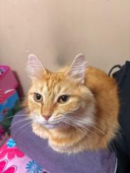 Lost Female Cat last seen Tennessee/Georgia State line, Ringgold, GA 30736