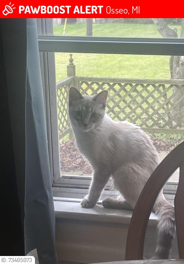 Lost Female Cat last seen Monroe street Osseo Michigan, Osseo, MI 49266