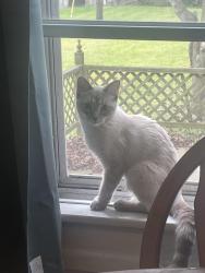 Lost Female Cat last seen Monroe street Osseo Michigan, Osseo, MI 49266