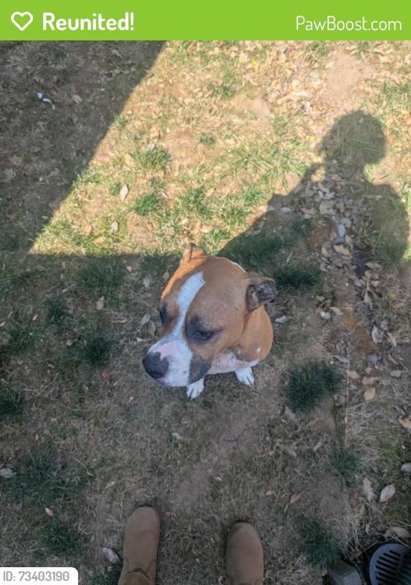 Reunited Male Dog last seen 7th and John Adams St, Oregon City, OR 97045