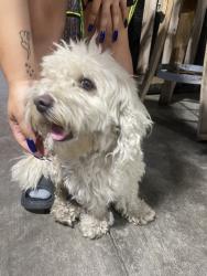 Found/Stray Male Dog last seen Montclair, Culver City, CA 90018