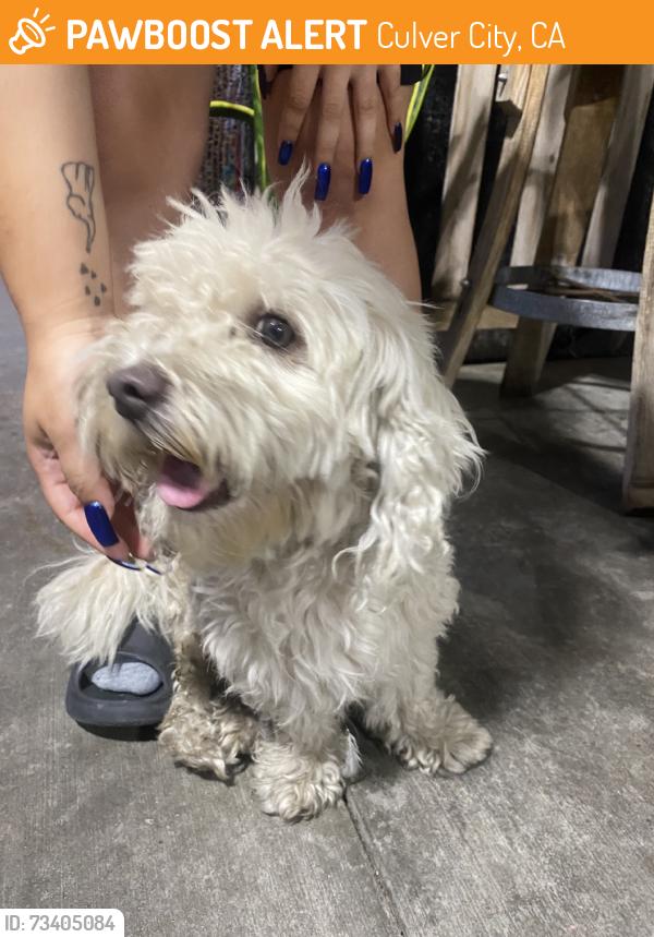 Found/Stray Male Dog last seen Montclair, Culver City, CA 90018