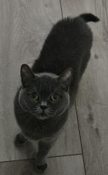 Reunited Female Cat last seen Carver St/Railroad Ave, Winter Park, FL 32789