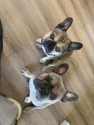Reunited Male Dog last seen Near and Valencia, San Bernardino, CA 92415