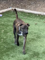 Found/Stray Male Dog last seen Mojave and Territorial Rd, Albuquerque, NM 87120