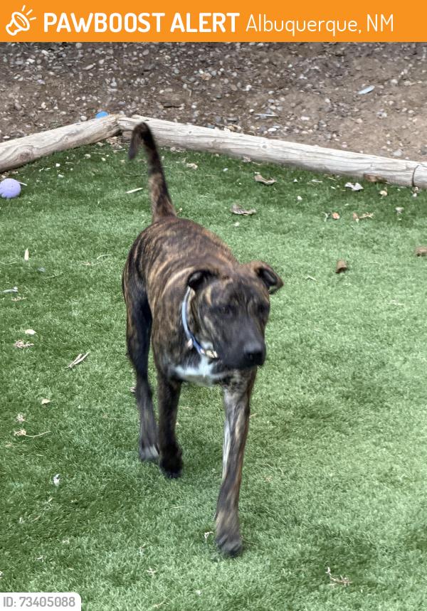Found/Stray Male Dog last seen Mojave and Territorial Rd, Albuquerque, NM 87120