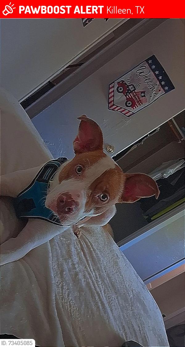 Lost Female Dog last seen Near east dean Avenue, Killeen, TX 76541