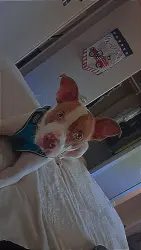 Lost Female Dog last seen Near east dean Avenue, Killeen, TX 76541
