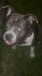 Reunited Male Dog last seen Columbus St and Blind Ln Intersection North Belle Vernon, Belle Vernon, PA 15012