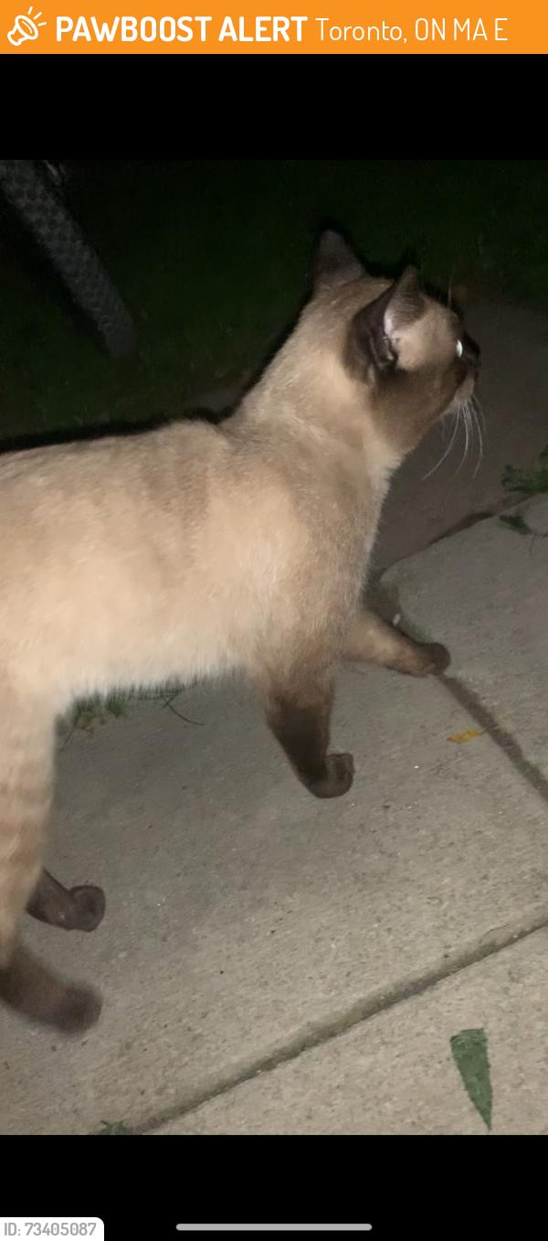 Found/Stray Male Cat last seen Sherbourne/gerrard, Toronto, ON M5A 2E5