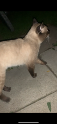 Found/Stray Male Cat last seen Sherbourne/gerrard, Toronto, ON M5A 2E5