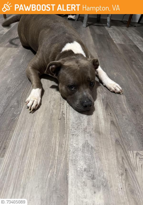Found/Stray Female Dog last seen W Pembroke and Powhatan Hwy, Hampton, VA 23661