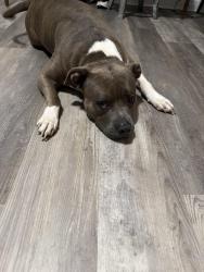 Found/Stray Female Dog last seen W Pembroke and Powhatan Hwy, Hampton, VA 23661