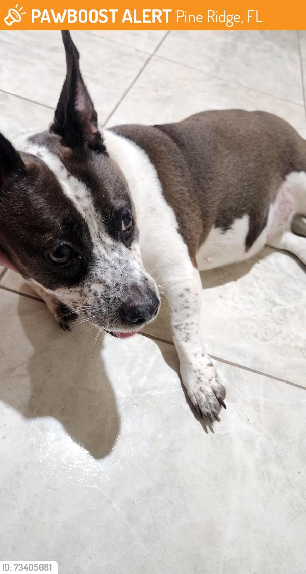 Found/Stray Female Dog last seen Elkam and Pine ridge, Pine Ridge, FL 34465