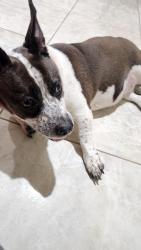 Found/Stray Female Dog last seen Elkam and Pine ridge, Pine Ridge, FL 34465