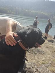 Found/Stray Female Dog last seen Belcarra park, Belcarra, BC 