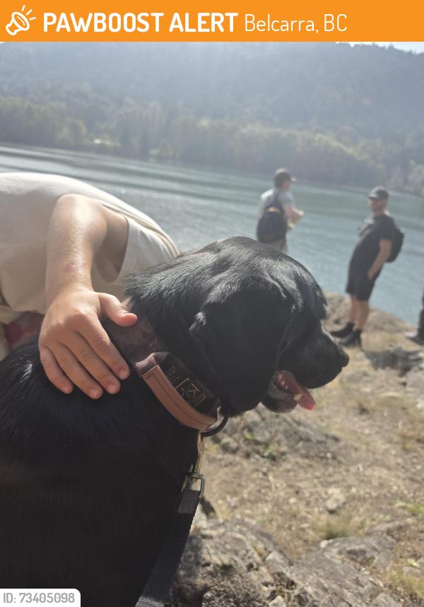 Found/Stray Female Dog last seen Belcarra park, Belcarra, BC 