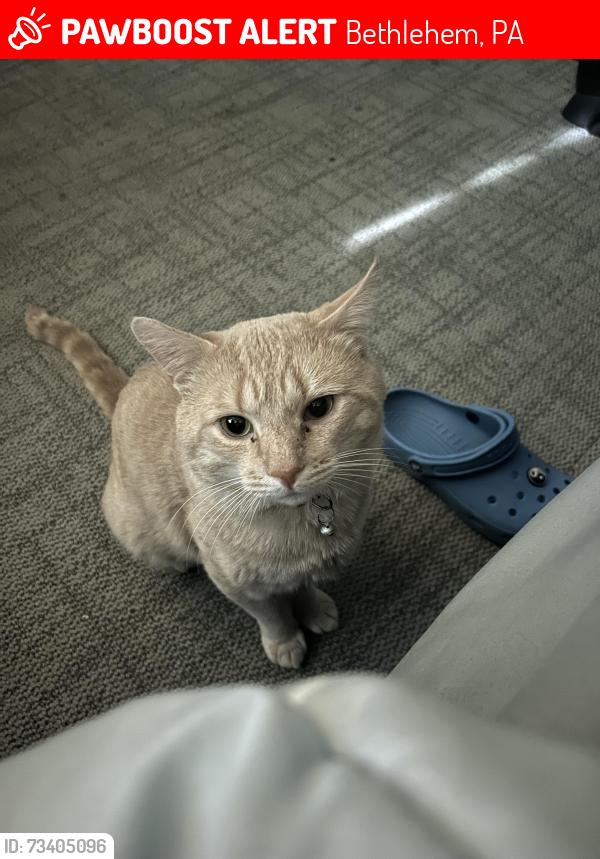 Lost Male Cat last seen Carter Rd & 7th Street, Bethlehem, PA 18020