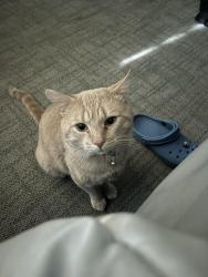 Lost Male Cat last seen Carter Rd & 7th Street, Bethlehem, PA 18020