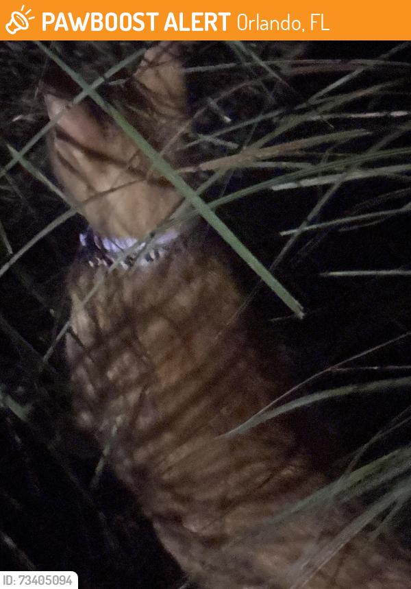 Found/Stray Unknown Cat last seen playground, Orlando, FL 32827