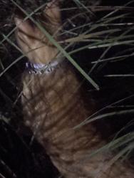 Found/Stray Unknown Cat last seen playground, Orlando, FL 32827
