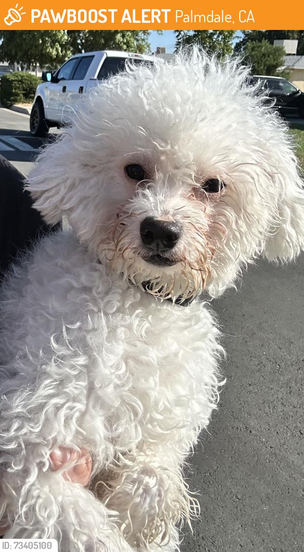 Found/Stray Male Dog last seen Elizabeth Lake Rd and Ocotillo, Palmdale, CA 93551