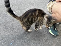 Found/Stray Female Cat last seen Channing x Grant St. Berkeley CA, Berkeley, CA 94703