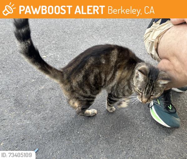 Found/Stray Female Cat last seen Channing x Grant St. Berkeley CA, Berkeley, CA 94703