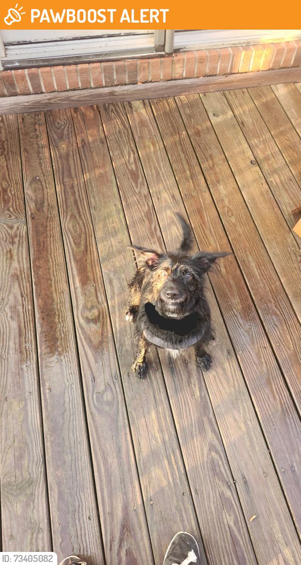 Found/Stray Female Dog last seen Cherokee Mtn Road, Washington County, TN 37604