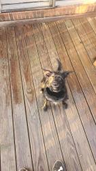 Found/Stray Female Dog last seen Cherokee Mtn Road, Washington County, TN 37604