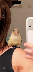 Lost Female Bird last seen Near michelson dr, Irvine, CA 92612