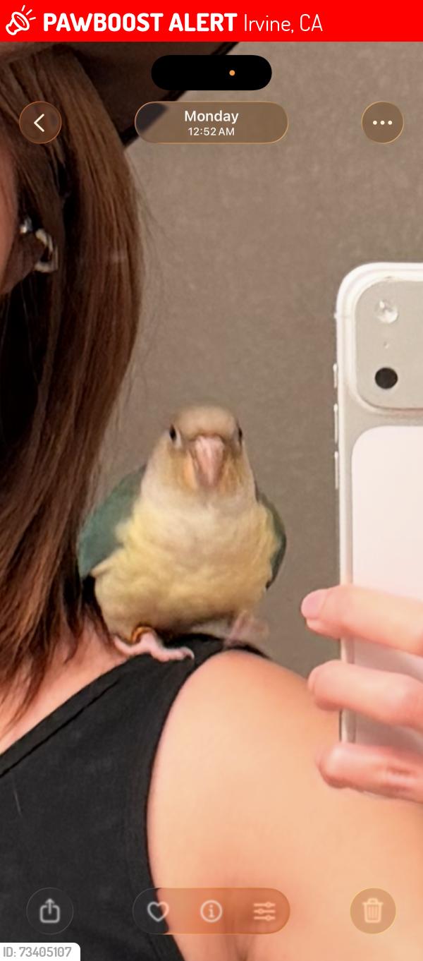 Lost Female Bird last seen Near michelson dr, Irvine, CA 92612