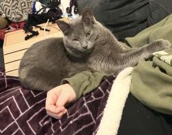 Lost Female Cat last seen Stewart ridge neighborhood, Troutdale, OR 97060