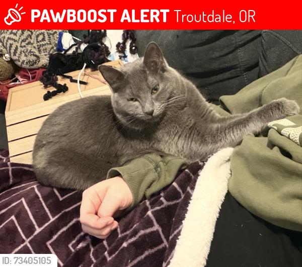 Lost Female Cat last seen Stewart ridge neighborhood, Troutdale, OR 97060