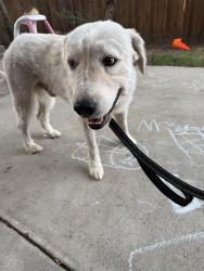 Reunited Male Dog last seen Pauba rd, Riverside County, CA 92592
