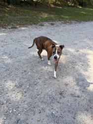 Found/Stray Male Dog last seen Rolling Acres Lane & Godwin Blvd On Lone Star Lake Trail, Suffolk, VA 23432
