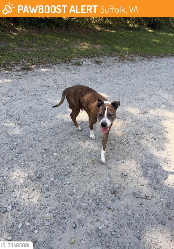 Found/Stray Male Dog last seen Rolling Acres Lane & Godwin Blvd On Lone Star Lake Trail, Suffolk, VA 23432