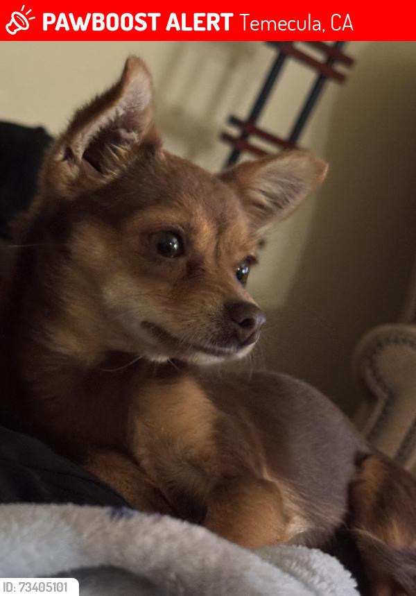 Lost Male Dog last seen Pechanga, Temecula, CA 92592
