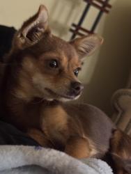 Lost Male Dog last seen Pechanga, Temecula, CA 92592