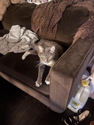 Found/Stray Unknown Cat last seen Budd ave x Winchester by safeway, Campbell, CA 95008