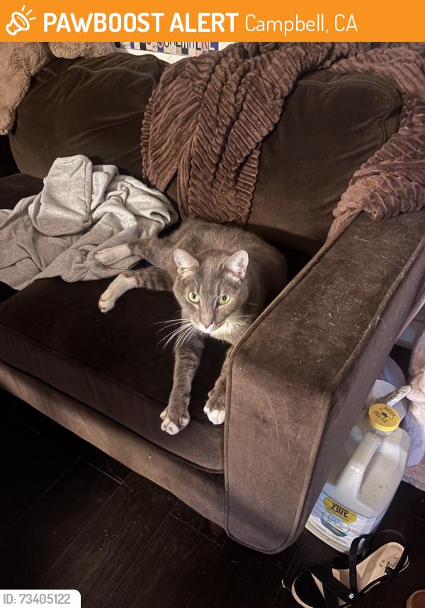 Found/Stray Unknown Cat last seen Budd ave x Winchester by safeway, Campbell, CA 95008